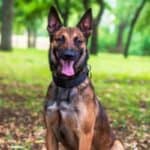 Belgian Malinois sitting attentively outdoors with trees in the background.