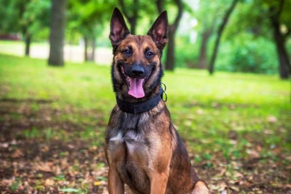 Belgian Malinois sitting attentively outdoors with trees in the background.