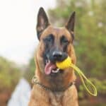 Head shot of Belgian Malinois holding a yellow ball in his mouth.