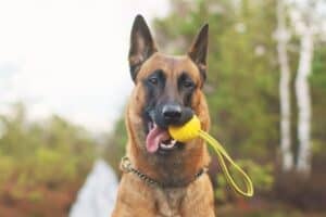 Head shot of Belgian Malinois holding a yellow ball in his mouth.