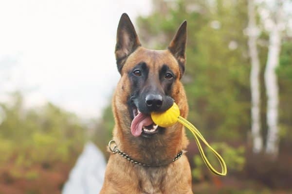 Head shot of Belgian Malinois holding a yellow ball in his mouth.