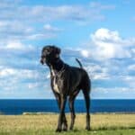 Black Great Dane standing on a lawn with the ocean and light blue sky behind him.