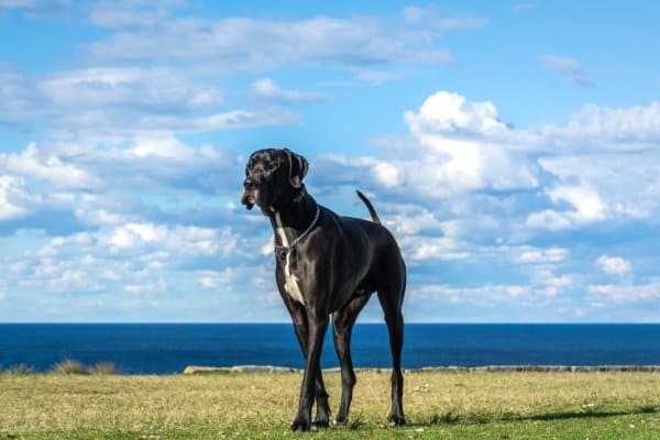 Black Great Dane standing on a lawn with the ocean and light blue sky behind him.