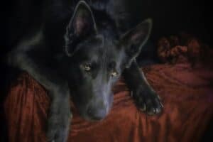 Blue Bay Shepherd lying on a crimson blanket.