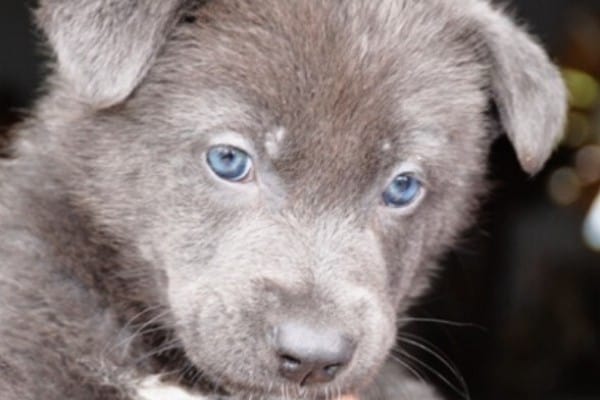 A Blue Bay Shepherd puppy with blue eyes.