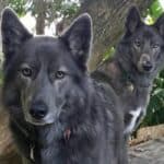 A pair of Blue Bay Shepherds posing in front of a tree.