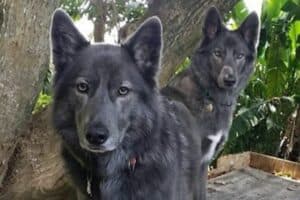 A pair of Blue Bay Shepherds posing in front of a tree.