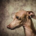 Fawn Italian Greyhound against a mottled brown background.