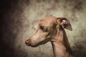Fawn Italian Greyhound against a mottled brown background.