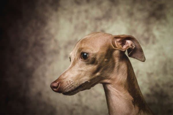 Fawn Italian Greyhound against a mottled brown background.