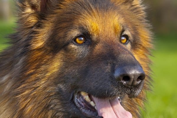 Head shot of a Golden Retriever German Shepherd mix.