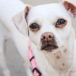 White Italian Greyhound Chihuahua mix with brown markings and a pink harness.