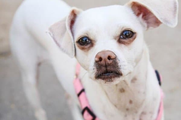 Italian Greyhound Chihuahua Mix – Why They're Loved SO Much!