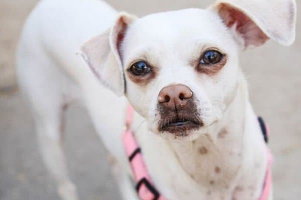 White Italian Greyhound Chihuahua mix with brown markings and a pink harness.