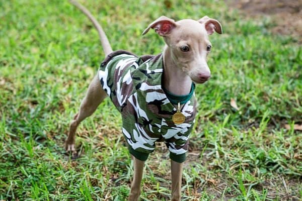 Little Italian Greyhound wearing a camouflaged shirt.