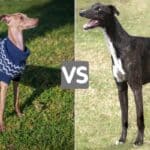 Italian Greyhound in a blue sweater and a dark brindle Greyhound.