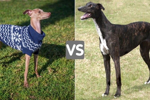 Italian Greyhound in a blue sweater and a dark brindle Greyhound.