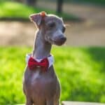 An Italian Greyhound wearing a red bow tie and sitting on an outdoor table.