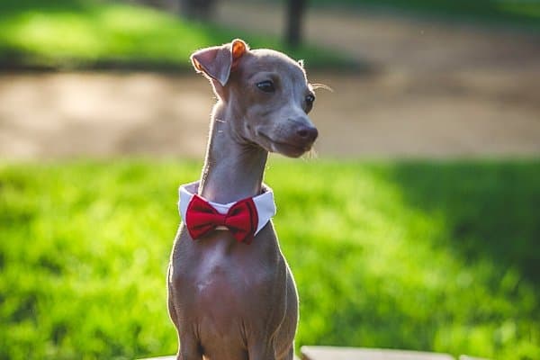 An Italian Greyhound wearing a red bow tie and sitting on an outdoor table.