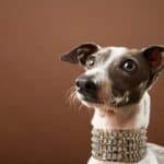 Italian Greyhound wearing rhinestone collar.