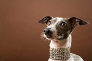 Italian Greyhound wearing rhinestone collar.