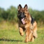 Shiloh Shepherd jogging through a grassy field with trees in the background.