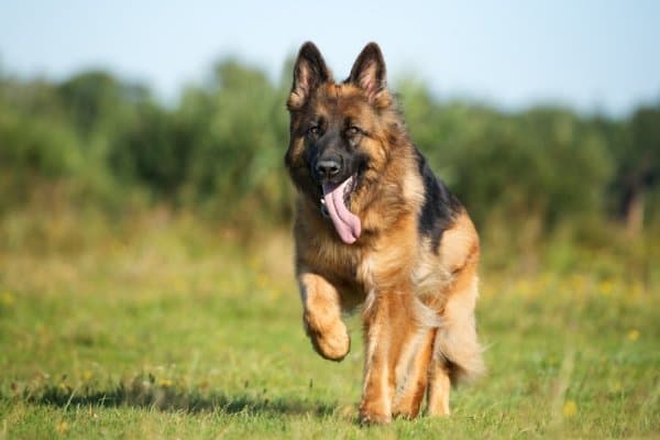 Shiloh Shepherd jogging through a grassy field with trees in the background.
