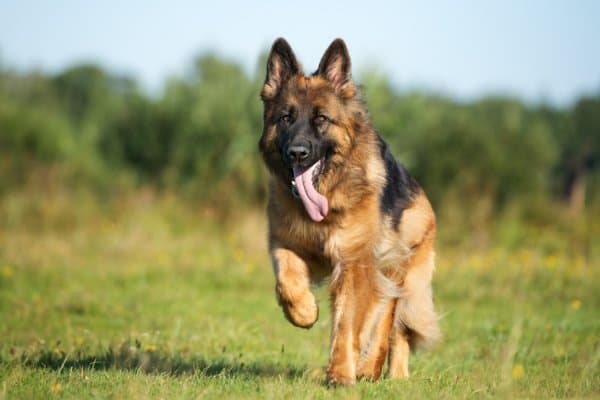 shiloh shepherd akc