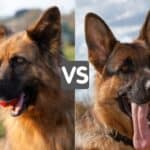 Side-by-side head shots of Shiloh Shepherd and German Shepherd.