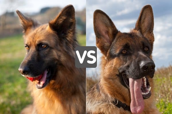 Side-by-side head shots of Shiloh Shepherd and German Shepherd.