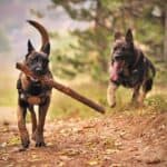 One Belgian Malinois carrying a stick with another dog in hot pursuit.