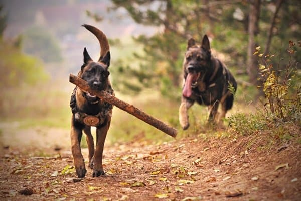 One Belgian Malinois carrying a stick with another dog in hot pursuit.