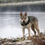 Wolf dog standing on a rocky shore at the edge of a lake.