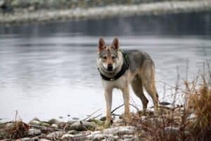 Wolf dog standing on a rocky shore at the edge of a lake.