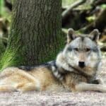 A wolf dog hybrid relaxing at the base of a tree.