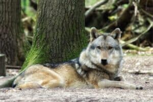 A wolf dog hybrid relaxing at the base of a tree.