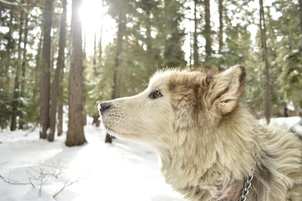 Light-colored wolf dog in a snow-covered forest.