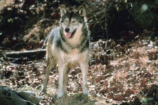 Wolf dog hybrid standing in the woods.