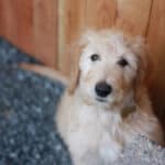 Find US Goldendoodle Breeders – A Complete List By State