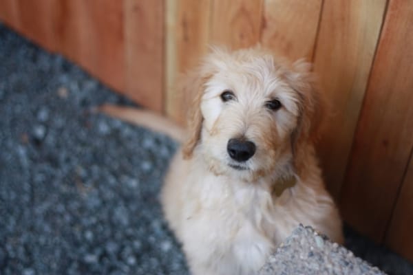 Young Goldendoodle Puppy