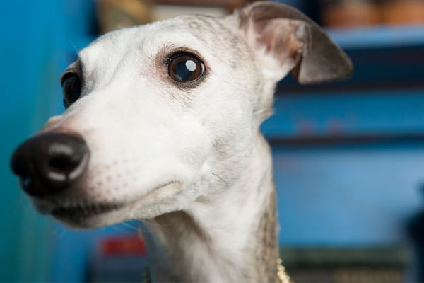 Young Whippet Dog