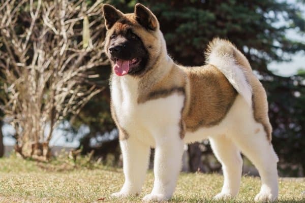 Fawn and white Akita standing proudly.