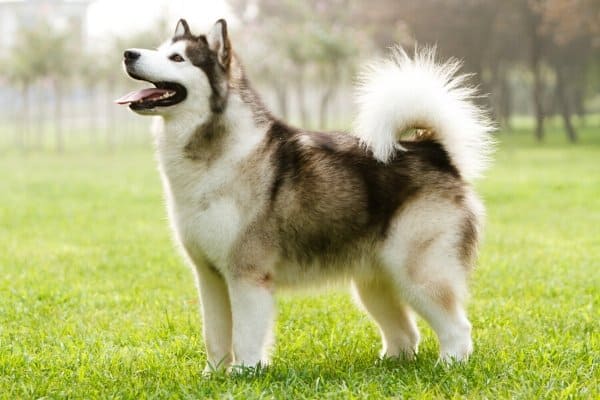 Alaskan Malamute standing on green grass.