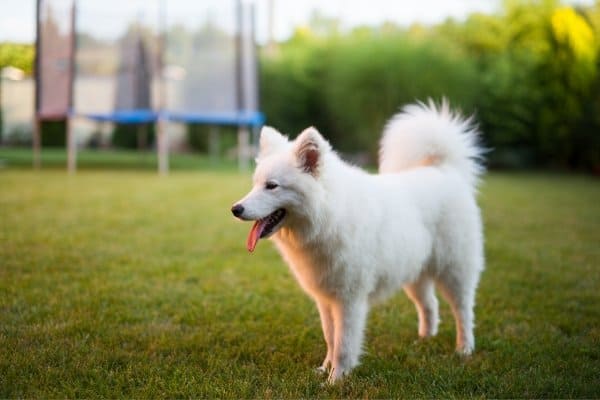 Piccolo, bianco cane eschimese americano in piedi un cortile.
