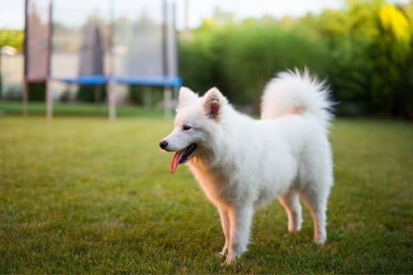 Little, white American Eskimo Dog standing a backyard.