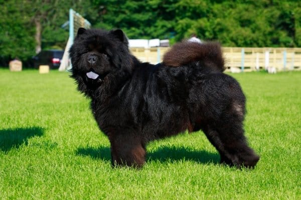Black Chow Chow posing in a grassy field.