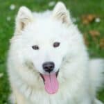 A happy-looking white Samoyed panting while sitting on the grass.