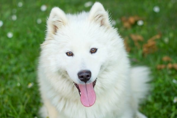 A happy-looking white Samoyed panting while sitting on the grass.