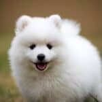 Tiny, fluffy Japanese Spitz puppy.