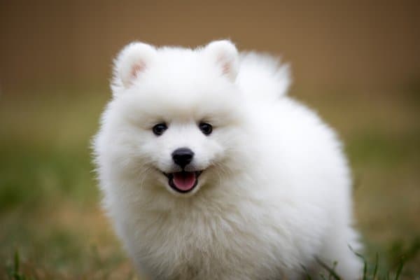 Tiny, fluffy Japanese Spitz puppy.